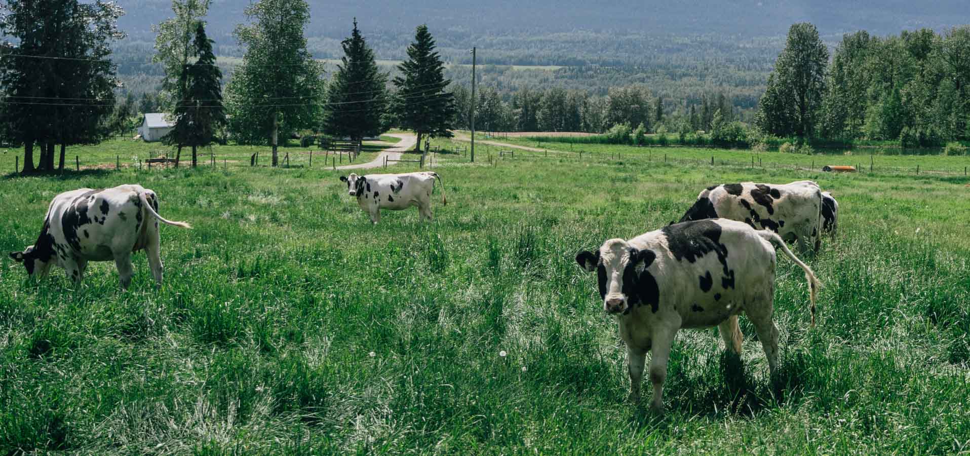 Agri-food oppotunities