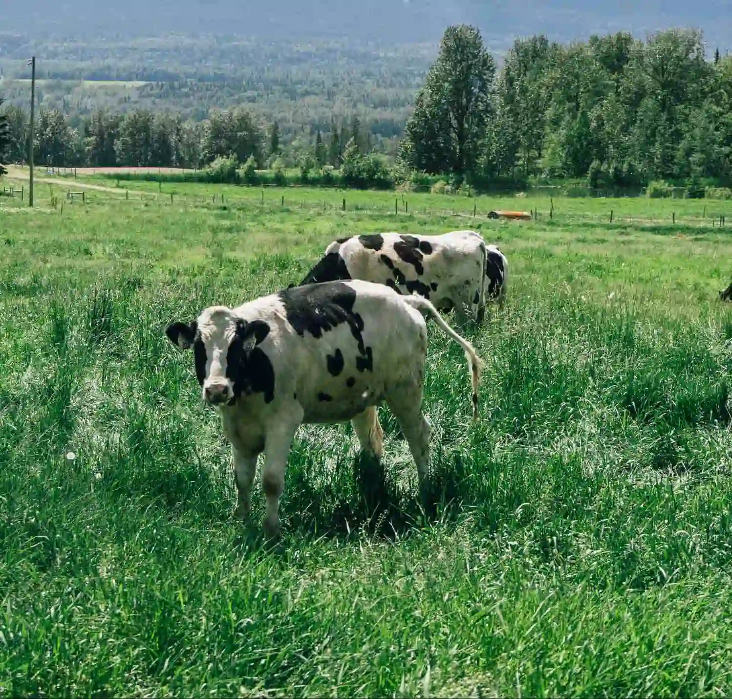 agri food photo card